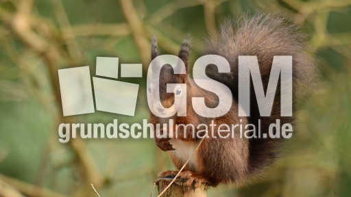 Eichhörnchen (19).jpg